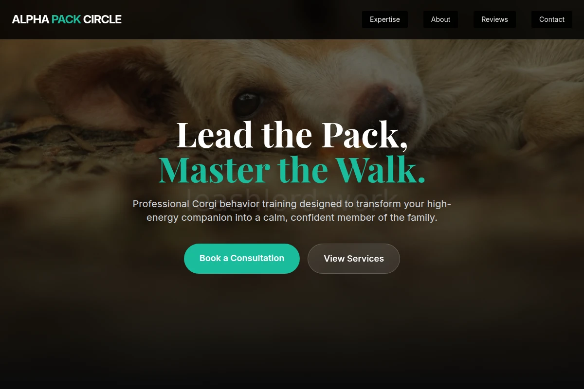 Corgi Dog Behavior