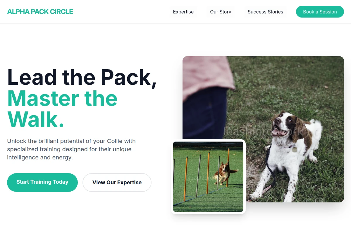 Collie Dog Training