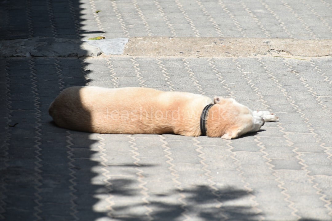 Happy Dog