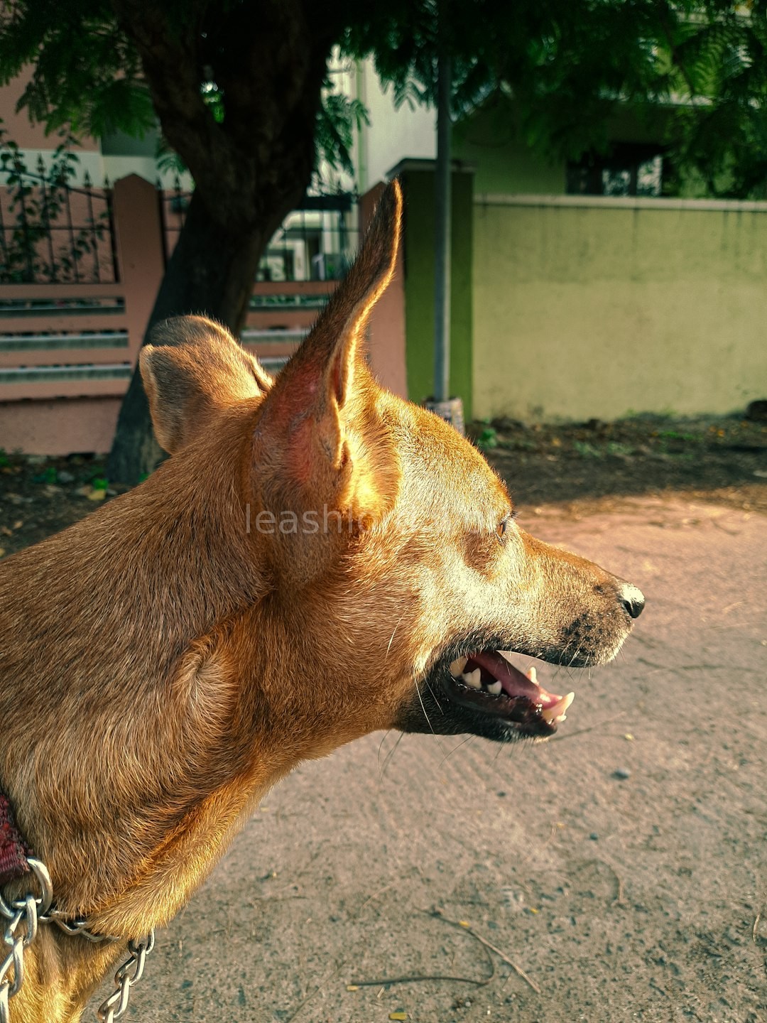 Reactive dog