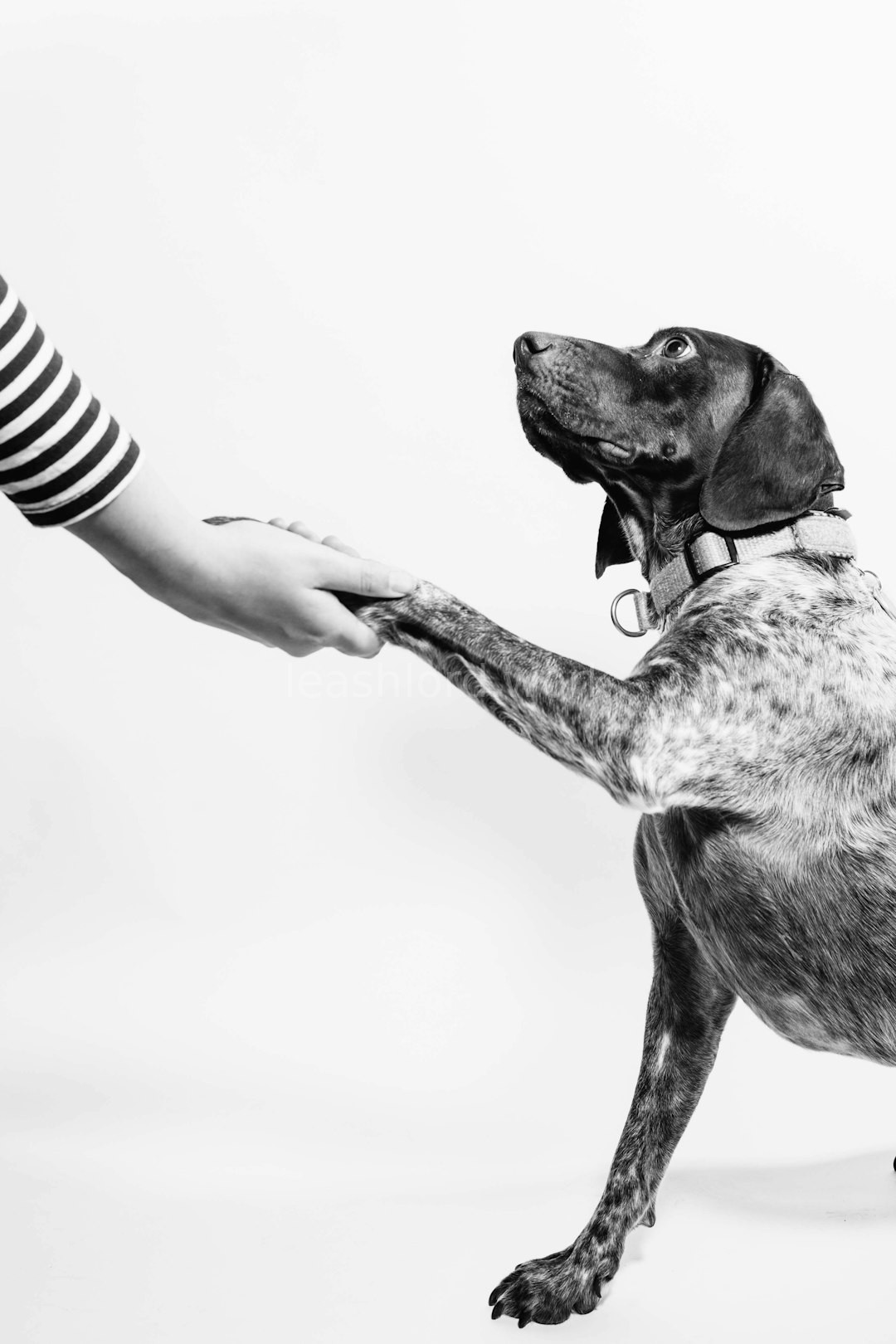 Leash Training