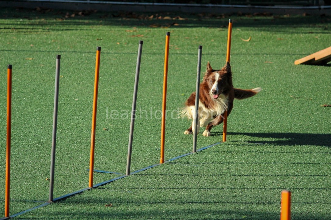 Trainer working with dog