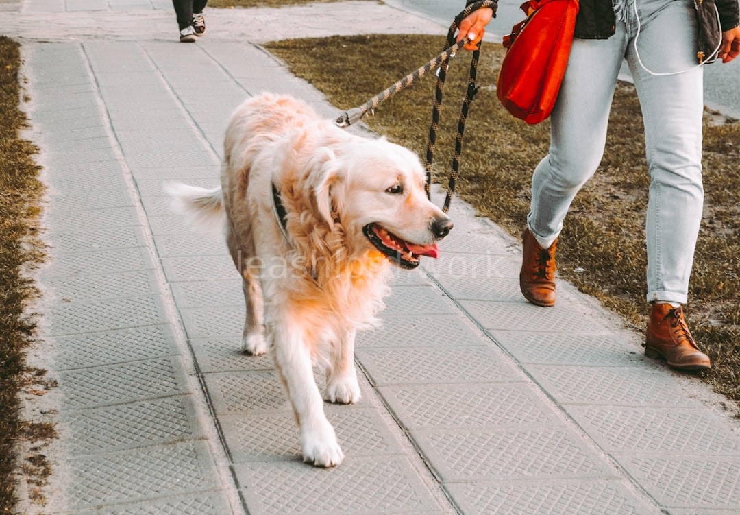 Puppy training walk