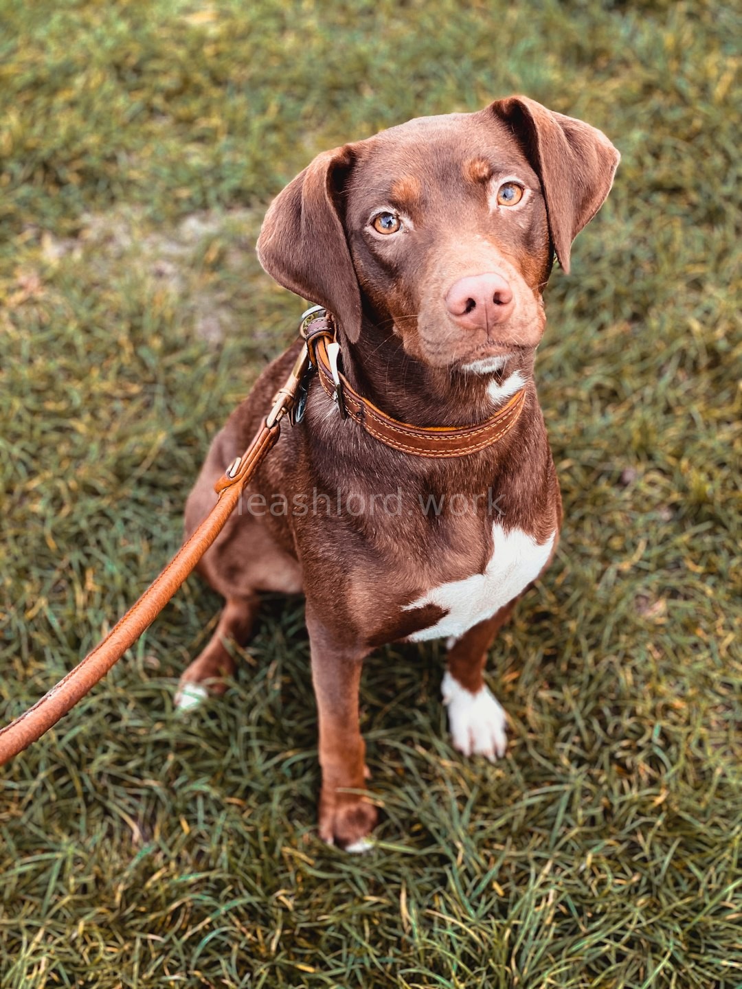 Puppy