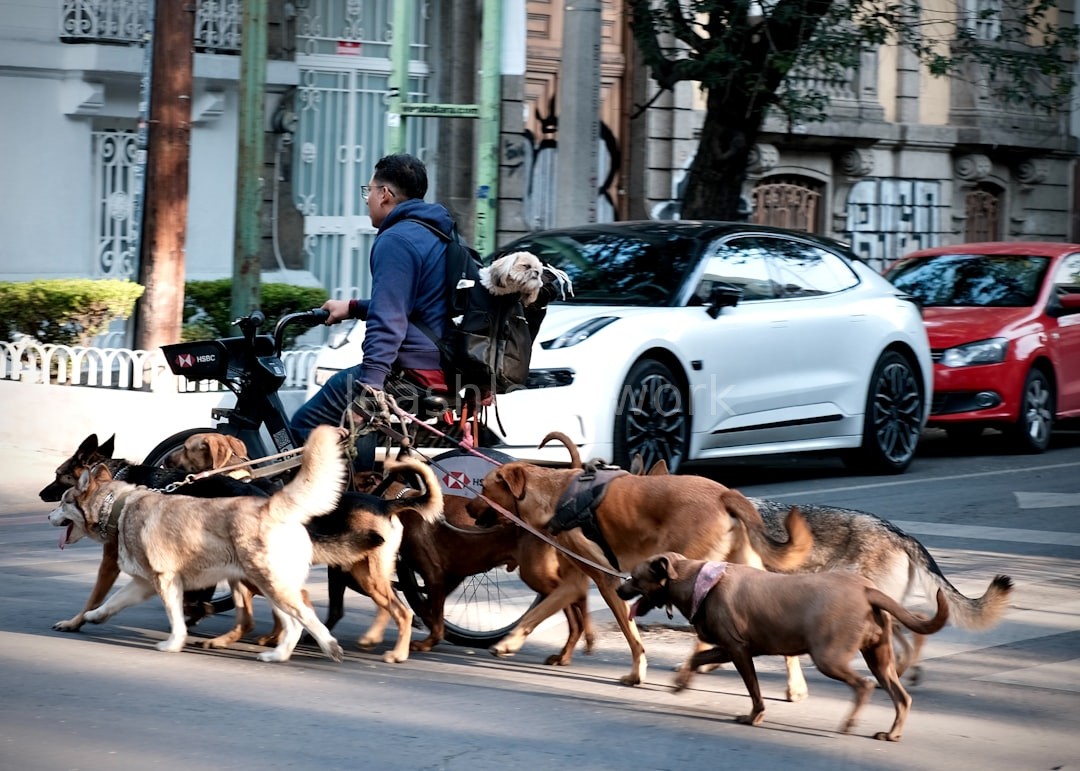 Dog Walking